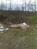 Παρέμβαση για τα νεκρά ζώα στην κοίτη  ποταμού στη Φωτάδα